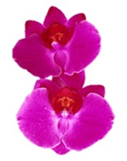 kriya orchidea